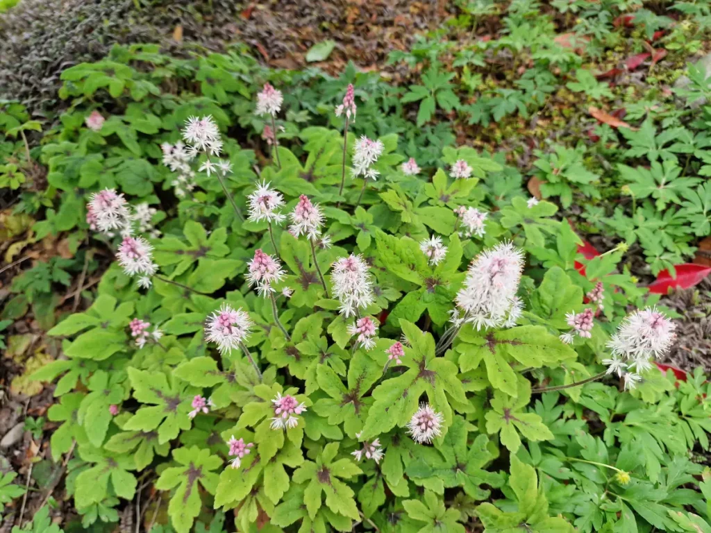 Schaumblüte im Garten