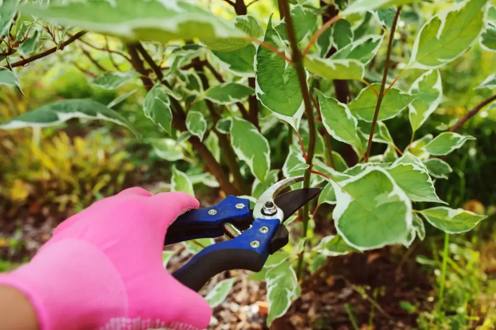 Schnitt für Steckling am 'Cornus Alba'