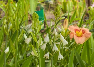 Sommerhyazinthe pflanzen, pflegen und überwintern