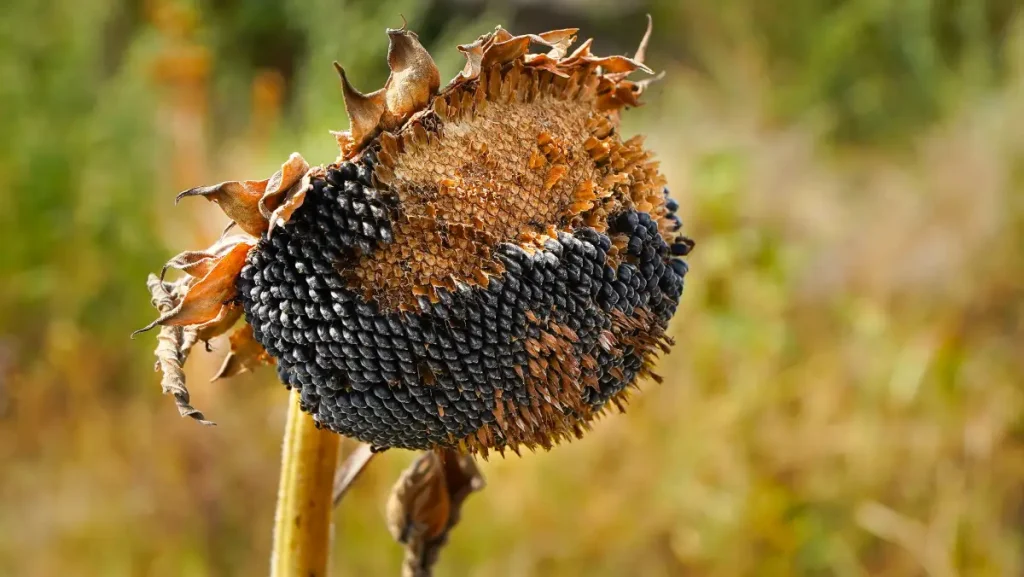 Erntereife Sonnenblumenkerne am Blütenkopf