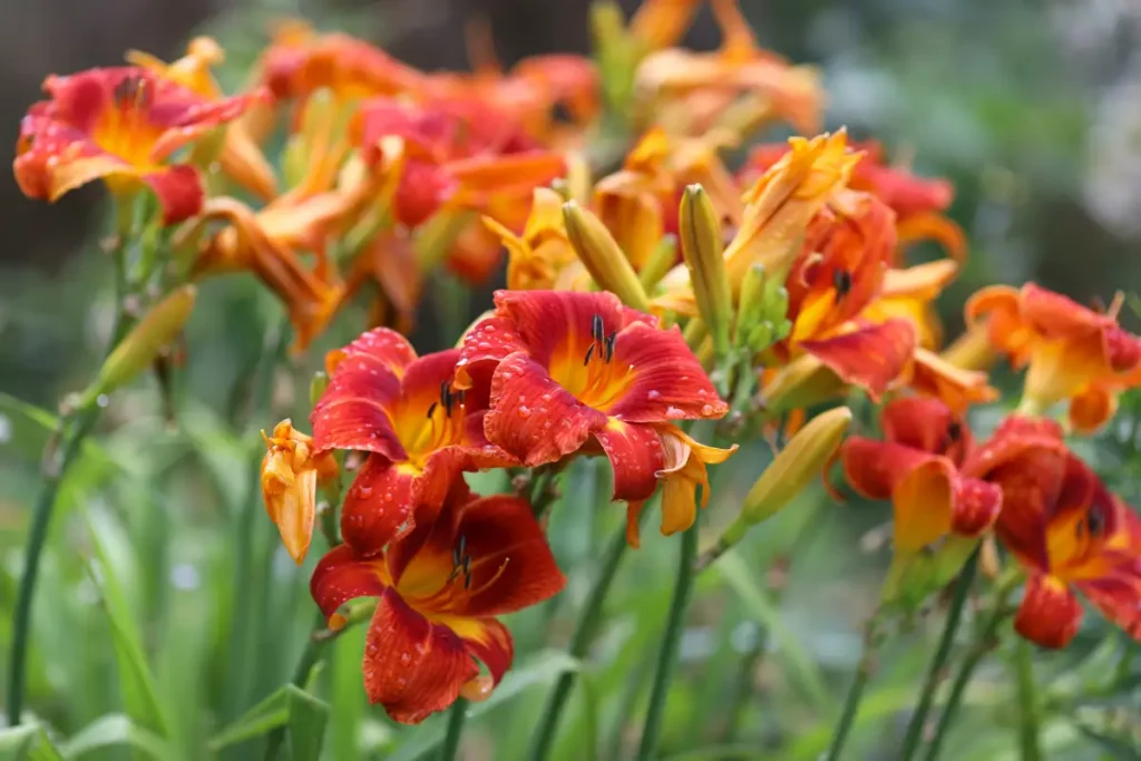 Taglilie (Hemerocallis) rot-gelb