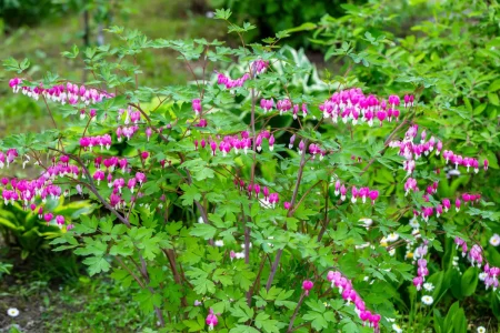 Tränendes Herz Staude in einem Garten