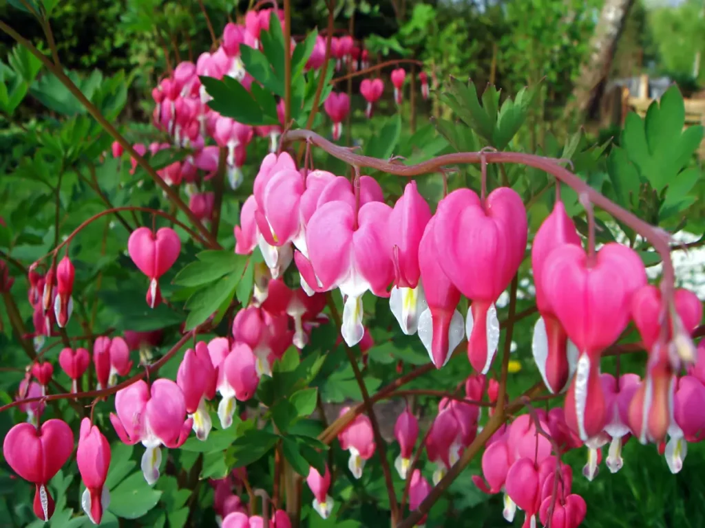 Nahaufnahme der Blüten vom Tränenden Herz