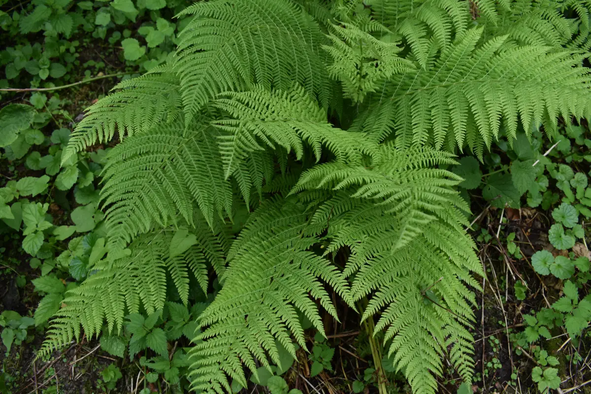 Wald-Frauenfarn