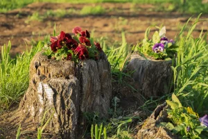 Baumstumpf Deko: 7 Ideen für den Garten