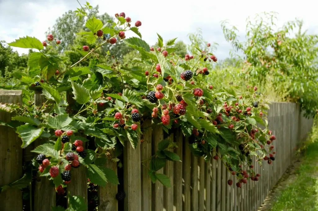 Brombeerstrauch am Gartenzaun