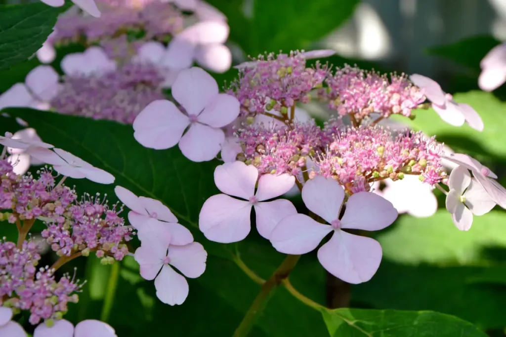 Nahaufnahme der Blüten der Japanischen Teehortensie 'Oamacha' Japanische Teehortensie 'Oamacha'