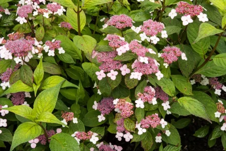 Japanische Teehortensie 'Oamacha'