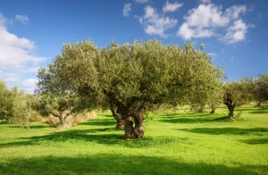 Olivenbaum auf Kreta