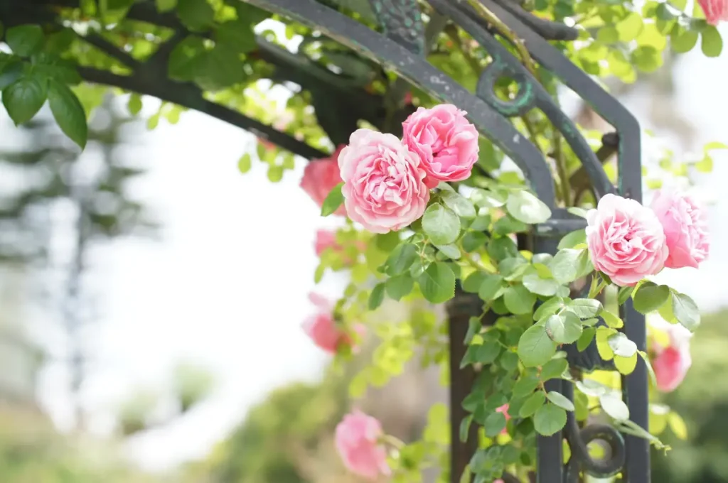 Rosenbogen aus Metall mit Kletterrose