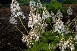 Schaumblüte pflanzen, pflegen und vermehren