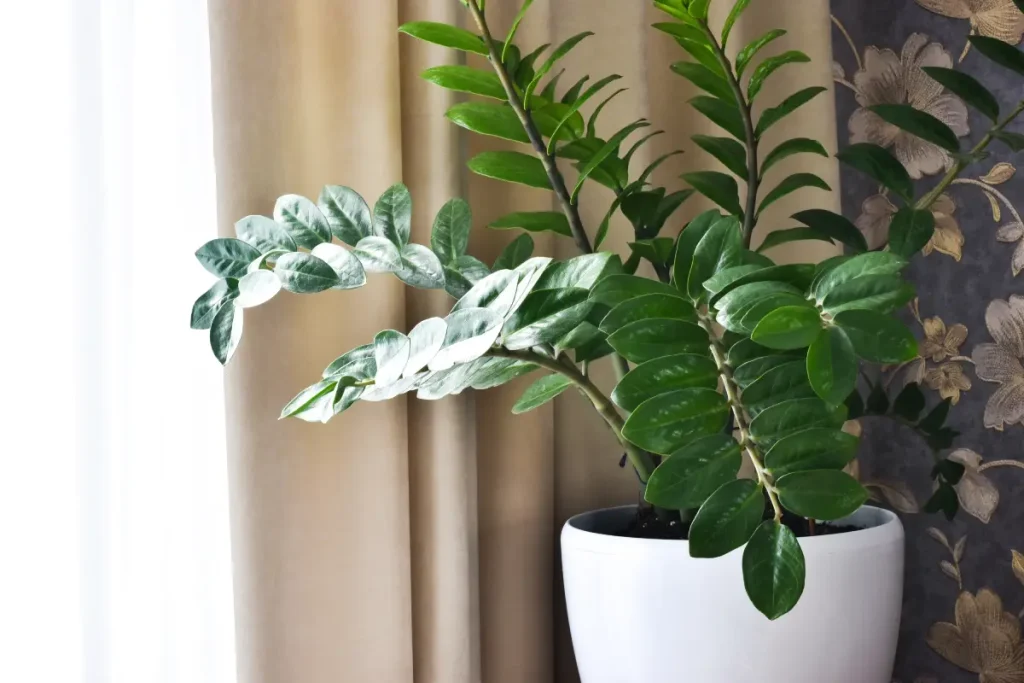 Zamioculcas