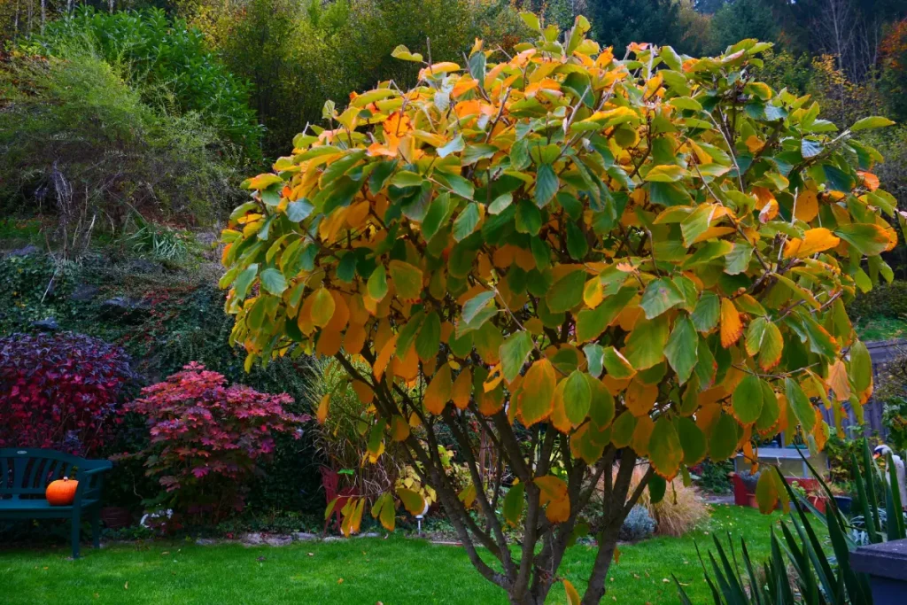 Die Zaubernus (Hamamelis) im Herbst