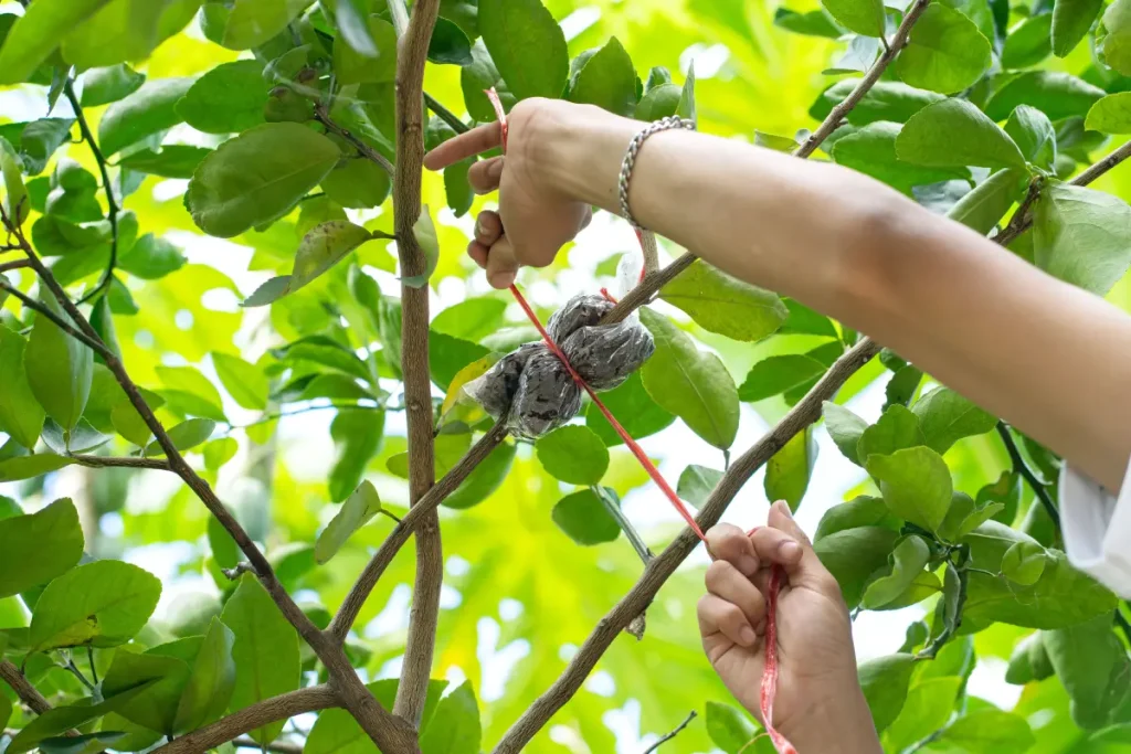Moos in Folie wird zum Abmoosen an einem Ast befestigt Abmoosen - Anleitung & Tipps zur vegetativen Vermehrung von Pflanzen