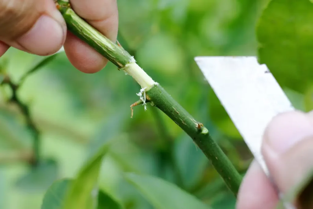 Abmoosen - Anleitung & Tipps zur vegetativen Vermehrung von Pflanzen