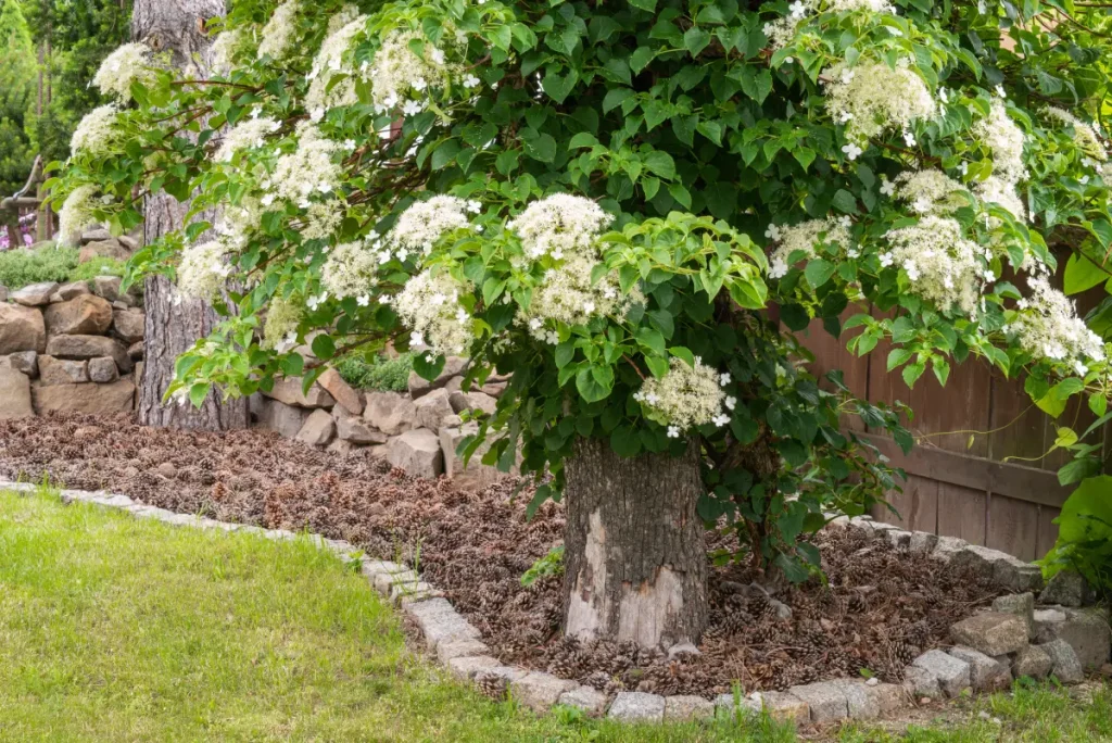 Blühende Kletterhortensie im Garten