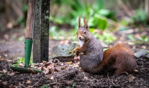 Eichhörnchen anlocken - So fühlen sie sich in Ihrem Garten wohl