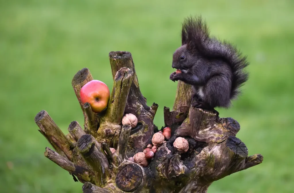 Eichhörnchen frisst Nüsse im Garten Eichhörnchen anlocken - So fühlen sie sich in Ihrem Garten wohl
