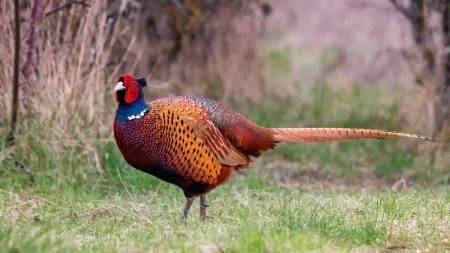 Fasan im Garten – Lebensweise der Tiere & Tipps für Gärtner Fasan im Garten - Lebensweise der Tiere & Tipps für Gärtner