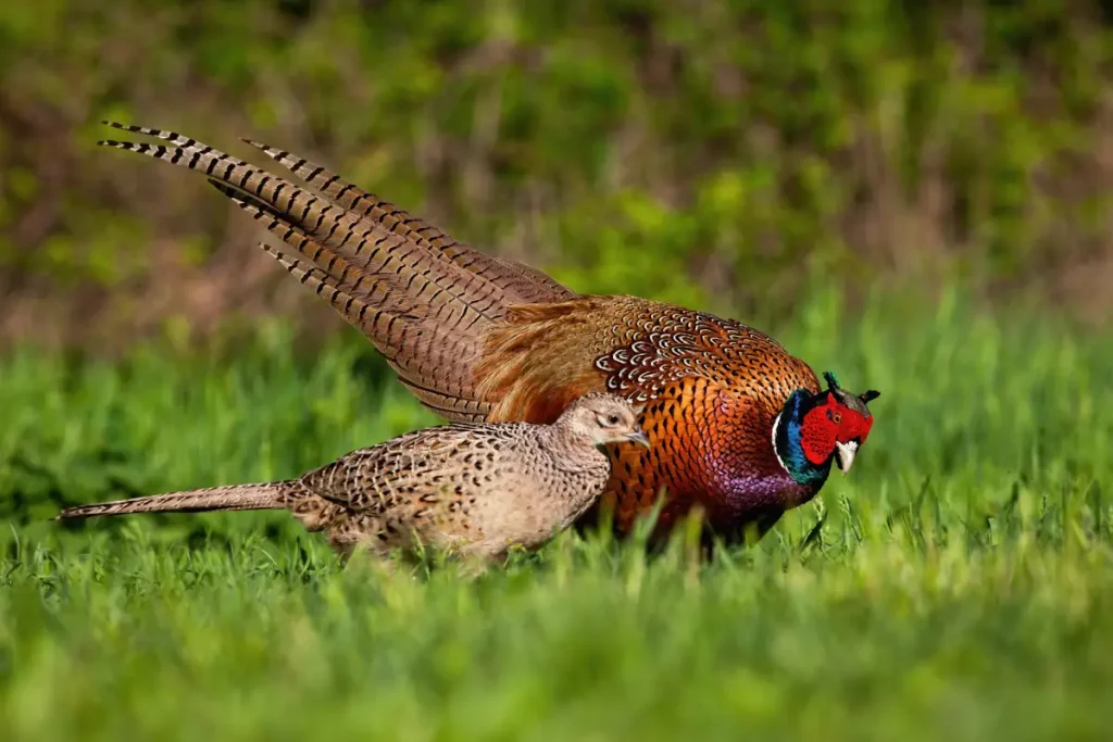 Fasane (Hahn und Henne) auf einer Wiese Fasan im Garten - Lebensweise der Tiere & Tipps für Gärtner