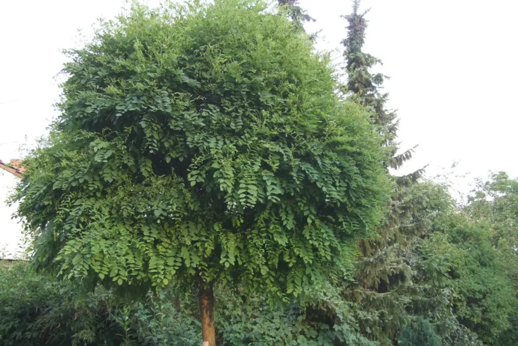 Kugelrobinie vermehren Kugelrobinie im Garten
