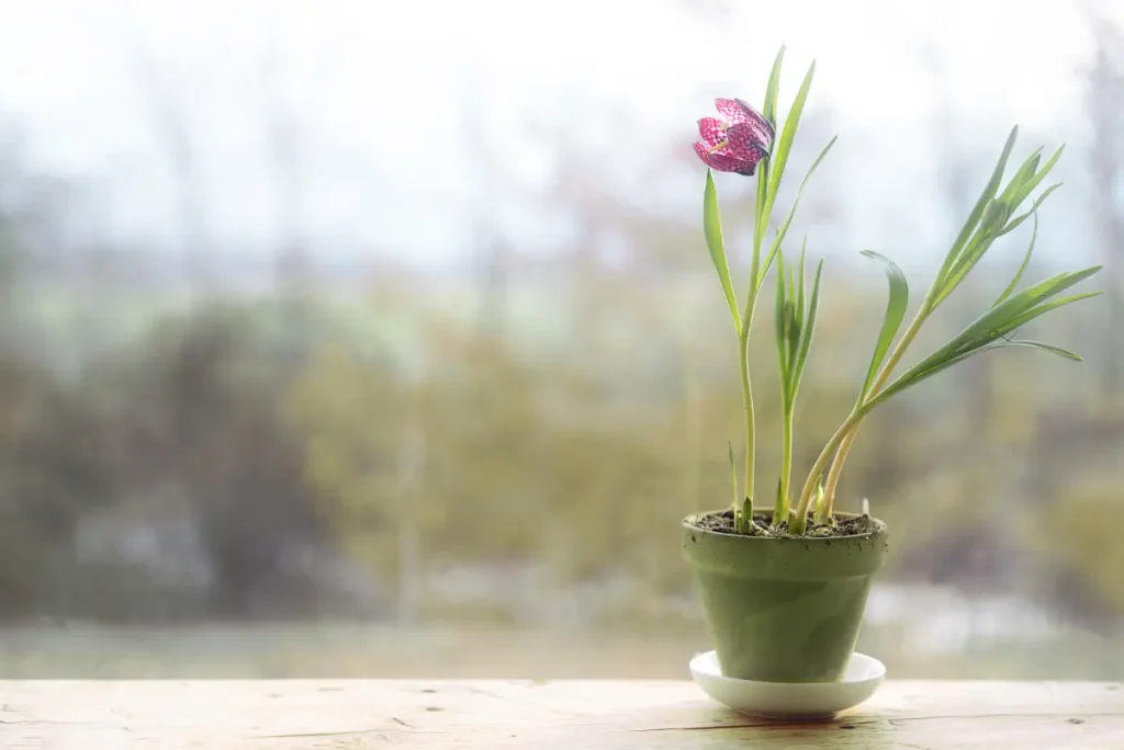 Schachbrettblume im Topf