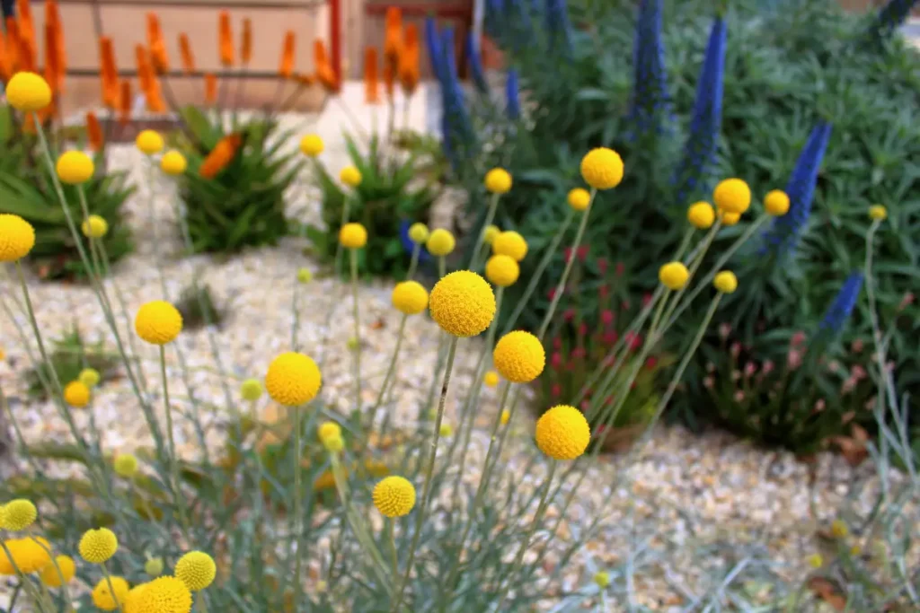 Trommelstöckchen pflanzen, pflegen und vermehren