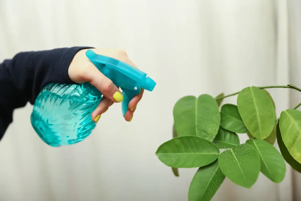 Frau besprüht Blätter einer Bergamotte mit Wasser Bergamotte pflanzen, pflegen und vermehren