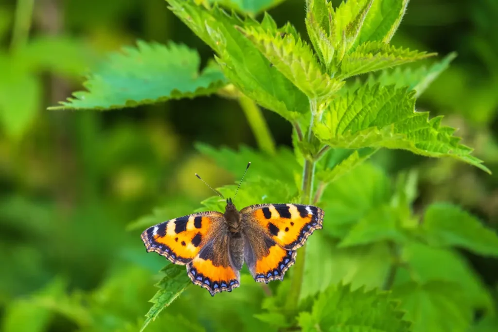 Schildpatt Schmetterling auf Brennnesseln