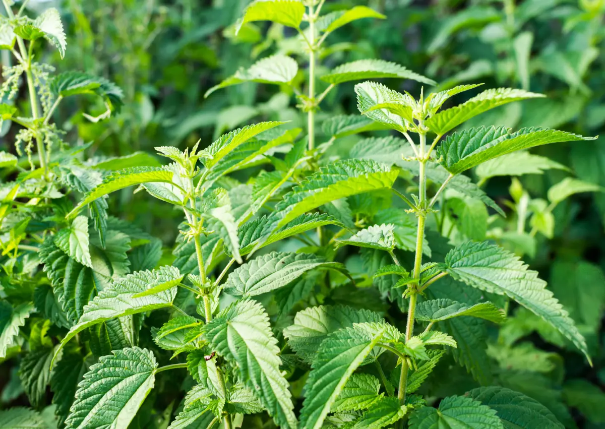 buchen düngen Purgrün Buchenhecke-Dünger 1 kg