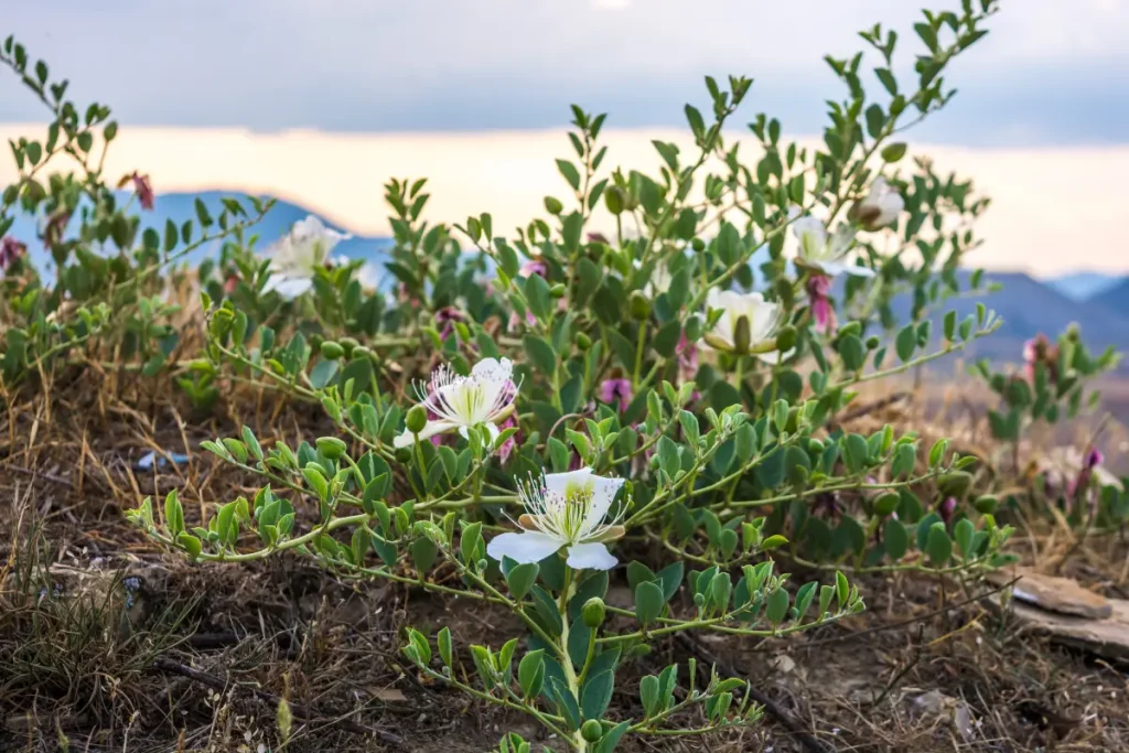 Echter Kapernstrauch: Pflanz- und Pflegetipps Echter Kapernstrauch