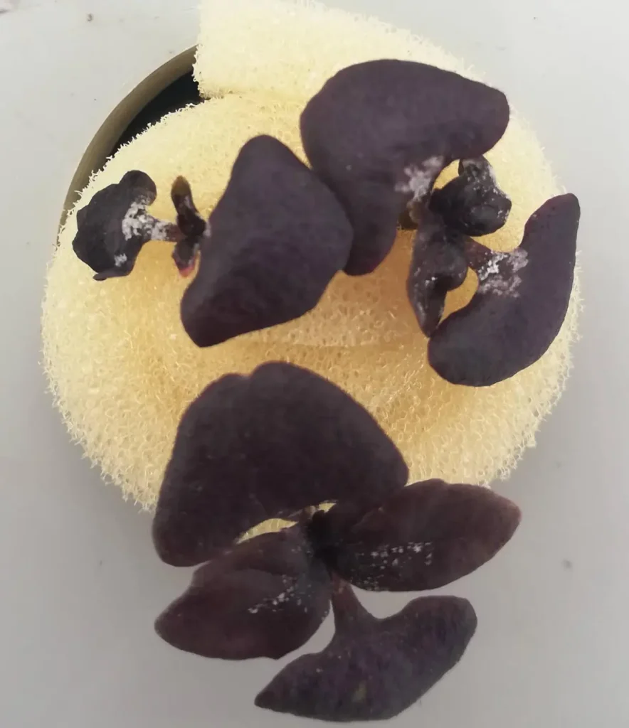 Getrocknete Salzablagerungen in Blattachseln