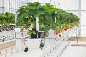 Hydroponischer industrieller Anbau von Erdbeerpflanzen in einem niederländischen Gewächshaus
