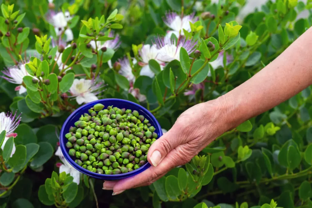 Kapern ernten Eine Schüssel mit Kapern vor einem Kapernstrauch