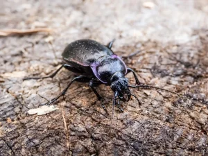 Laufkäfer im Garten: Nützliche Helfer und wie Sie sie fördern können Großer, schwarzer Laufkäfer mit kupferfarbenem Schimmer und violett schillernden Flügeldeckenrändern