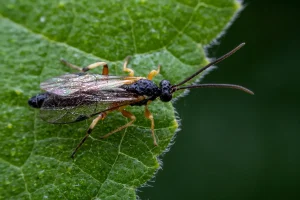 Schlupfwespen im Garten: Natürliche Schädlingsbekämpfung leicht gemacht Nahaufnahme: Schlupfwespe auf einem Blatt
