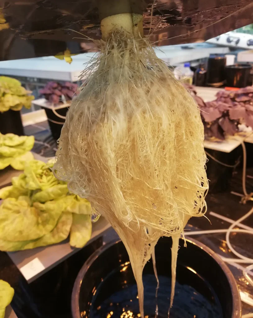 Wurzelballen eines Salatkopfes im Hydroponik-System