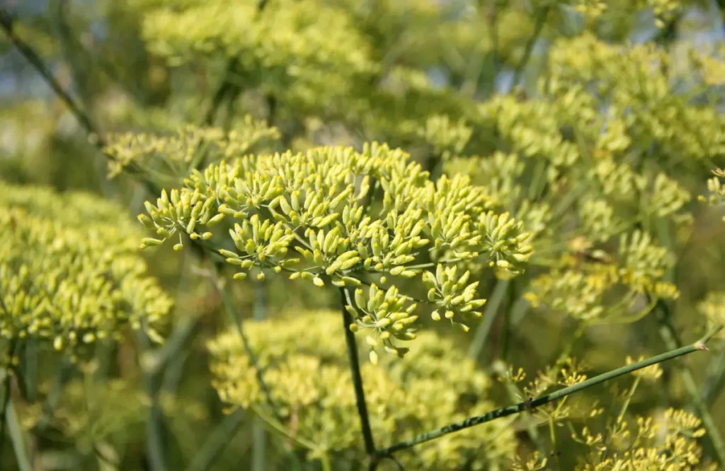 Anissamen an der Pflanze Anis pflanzen, pflegen und ernten