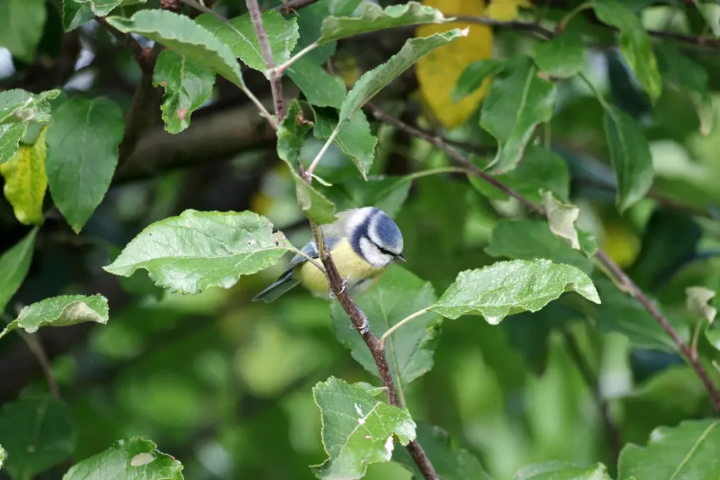 Apfel-Gespinnstmotte natürliche Feinde Eine Blaumeise sitzt zwischen den grünen Blättern im Apfelbaum