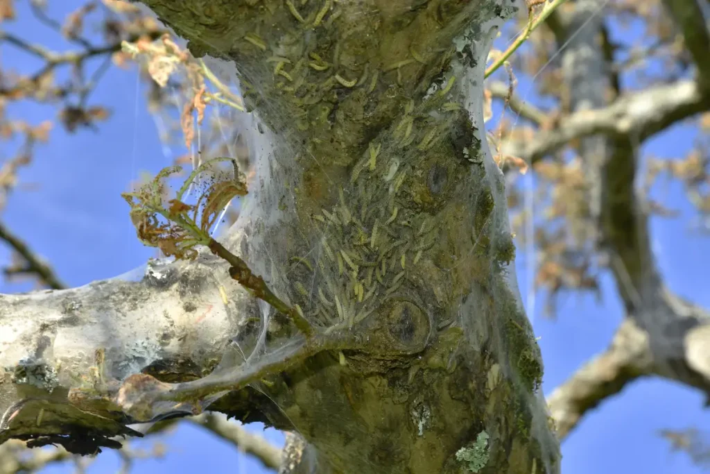 Apfel-Gespinnstmotte Schäden Apfel-Gespinnstmotte Schäden