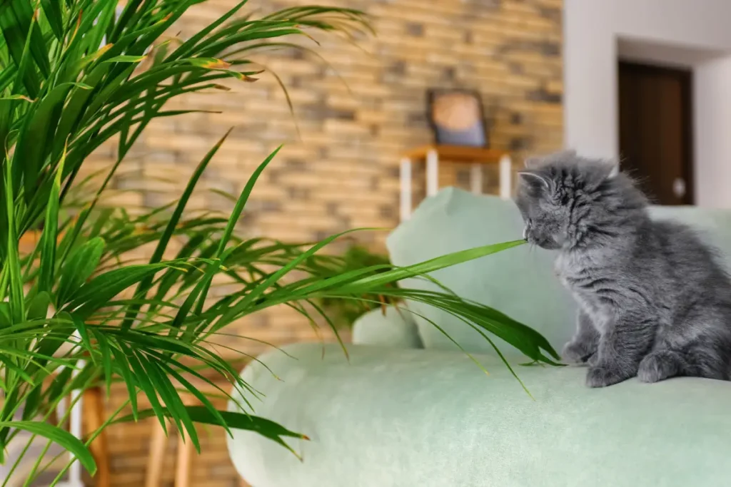Areca-Palme katzenfreundlich Babykatze auf einem Sofa neben einer Areca Palme