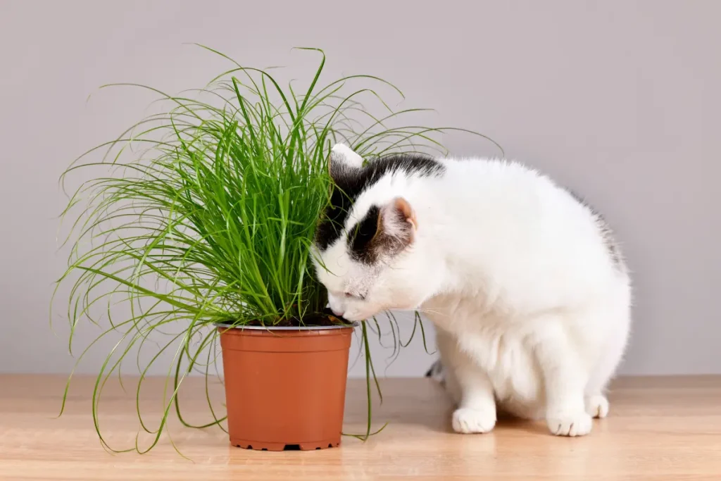 Katzengras Katze leckt an Katzengras