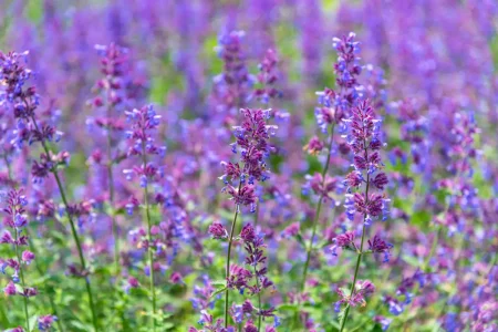 Zecken im Garten - Diese 5 Pflanzen vertreiben sie