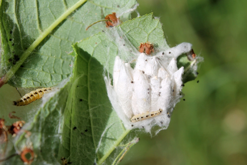Kokons der Apfelgespinstmotte