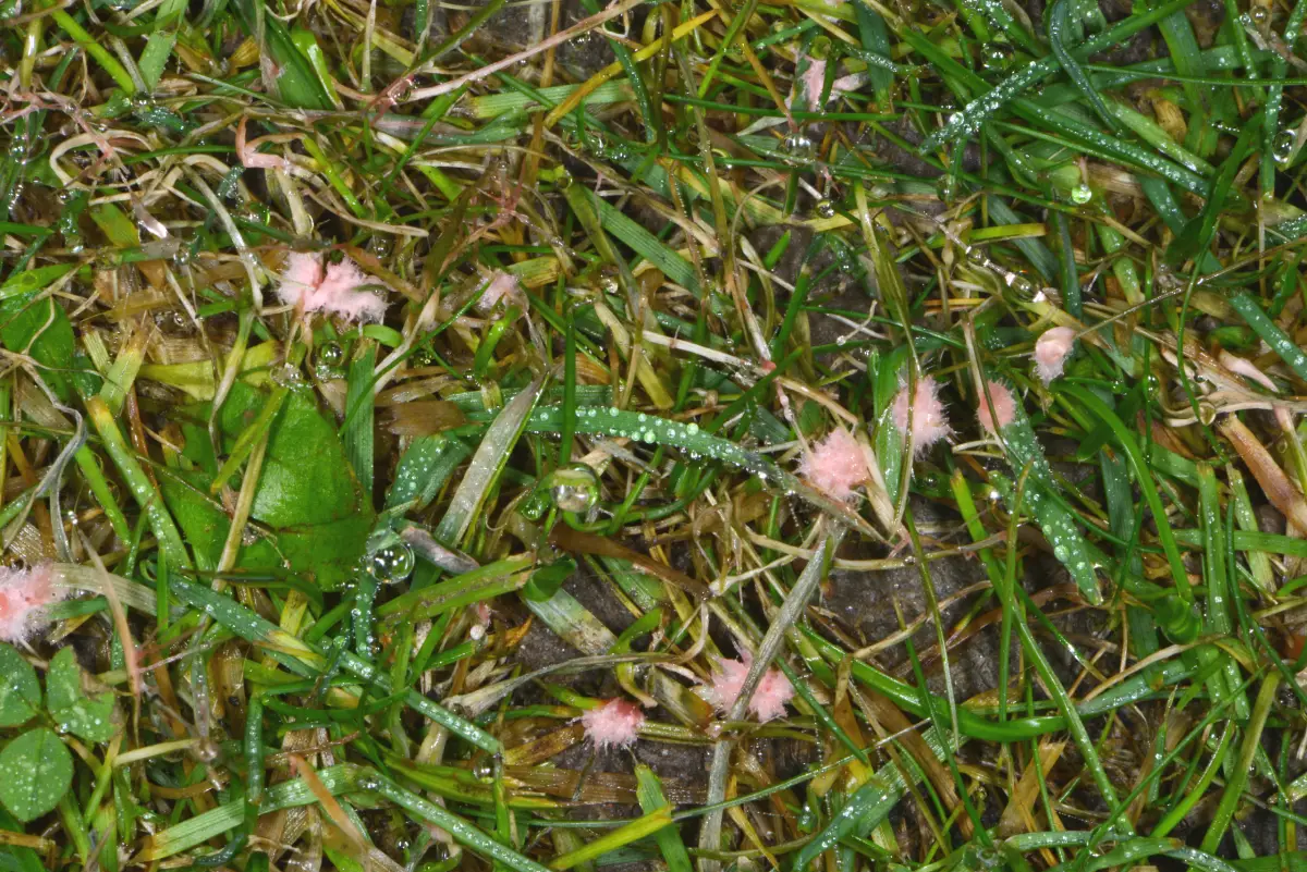 Rotspitzigkeit im Rasen - Anzeichen, Bekmpfung & Vorbeugung