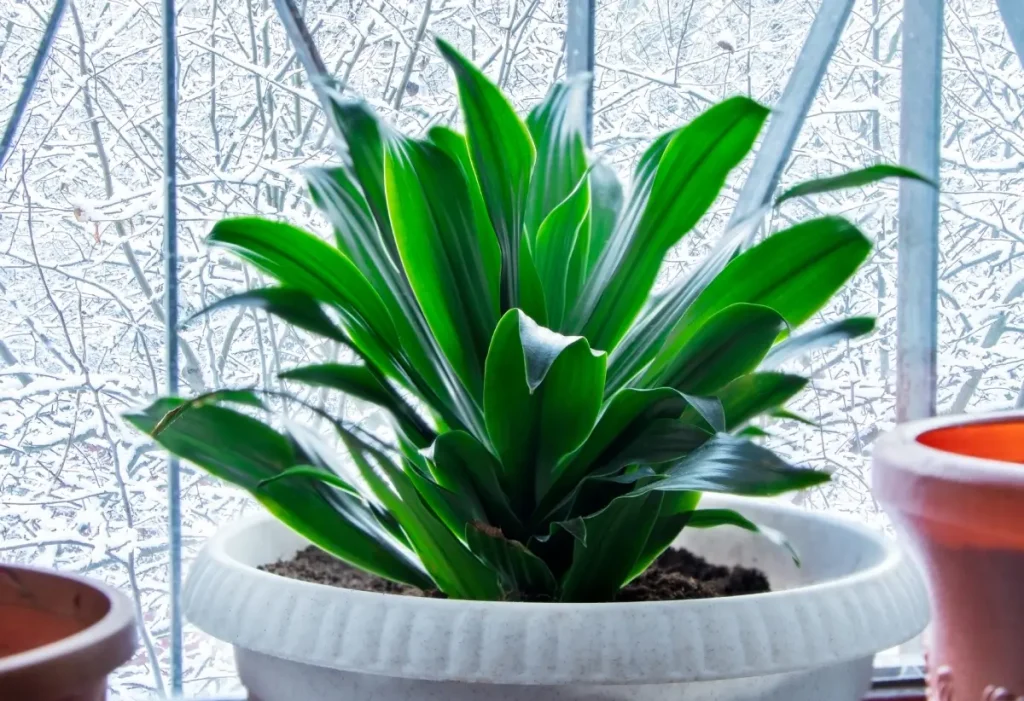 Schusterpalme katzenfreundlich Schusterpalme