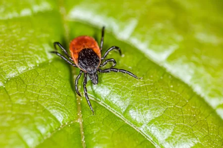 Zecken im Garten - Diese 5 Pflanzen vertreiben sie