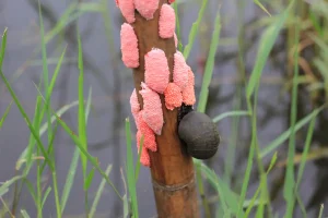 Apfelschnecken: Darum sollten Sie die rosa Eier dieser Schnecken melden