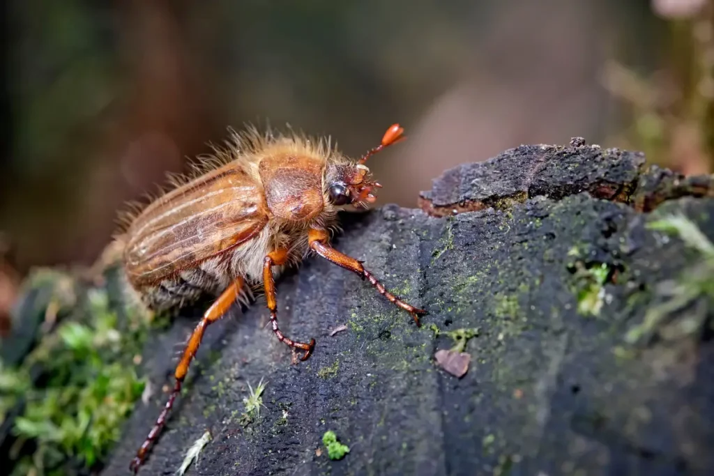 Junikäfer – Aussehen, Lebensweise & Bekämpfung Junikäfer - Aussehen, Lebensweise & Bekämpfung