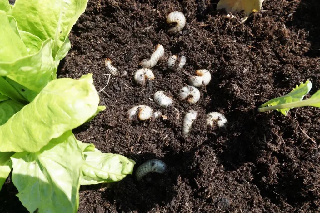 Engerlinge im Beet Junikäfer - Aussehen, Lebensweise & Bekämpfung